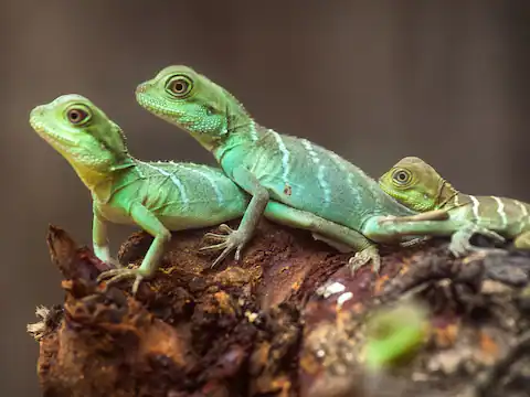 60 million years of climate change drove the evolution and diversity of reptiles